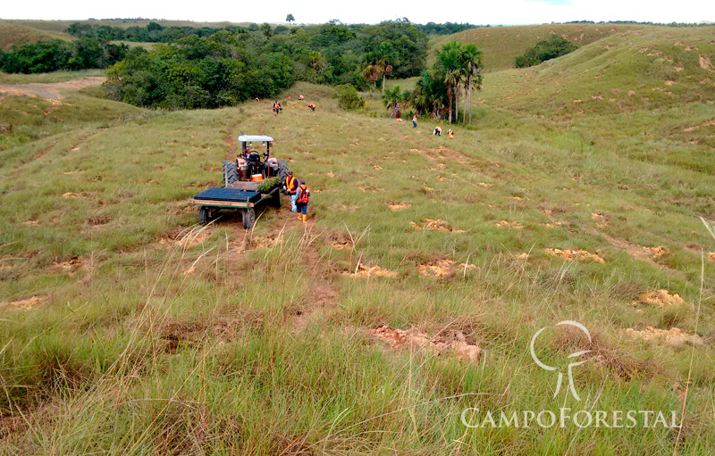 operacion de proyectos forestales